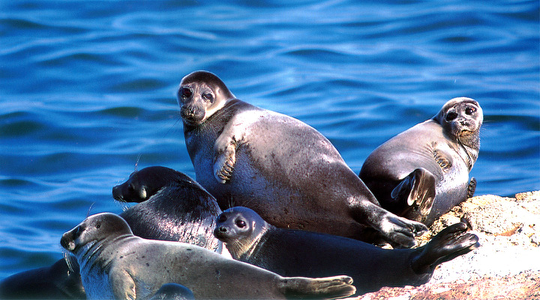 貝加爾湖海豹島