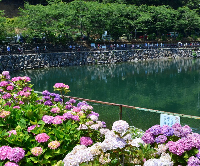 形原溫泉紫陽花之里（六月期間限定）