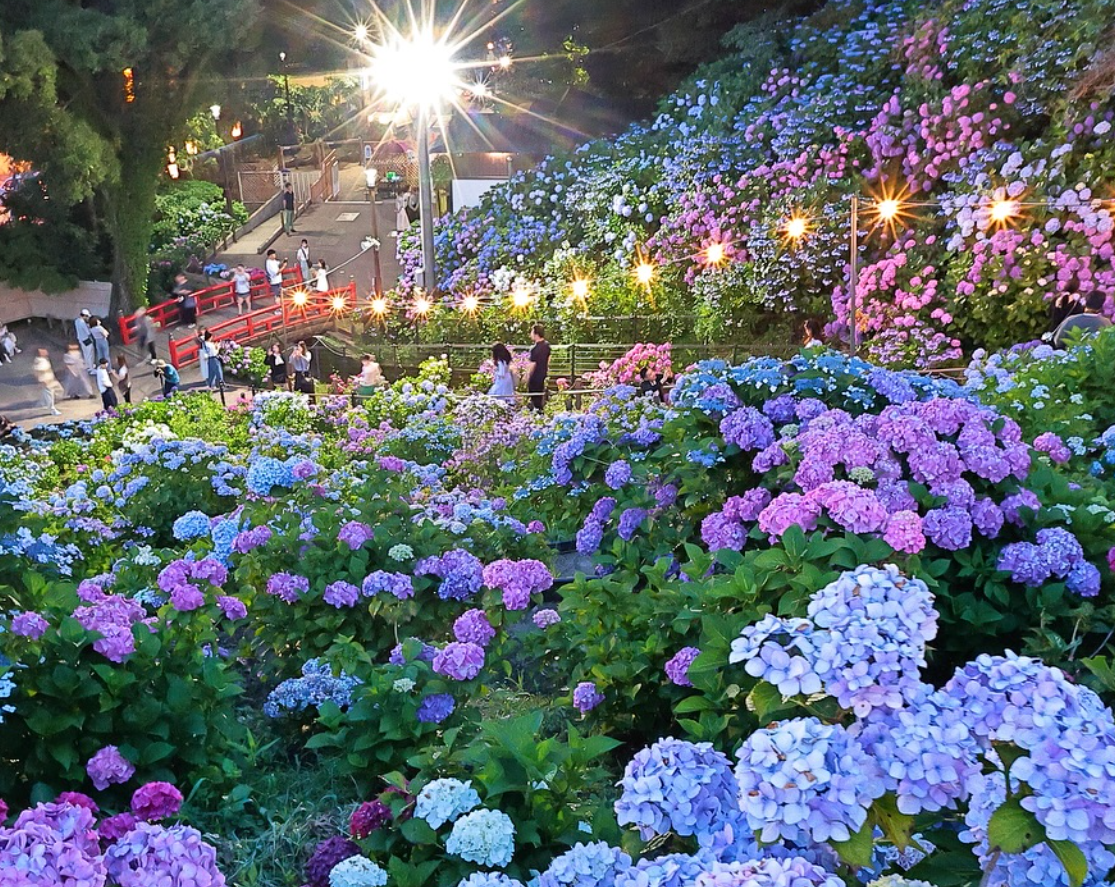 形原溫泉紫陽花之里（六月期間限定）