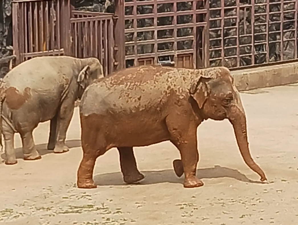 首爾動物園