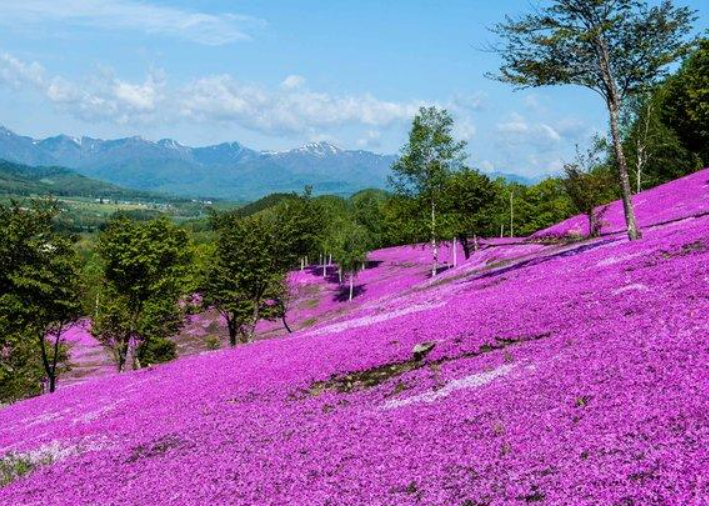 瀧上公園芝櫻