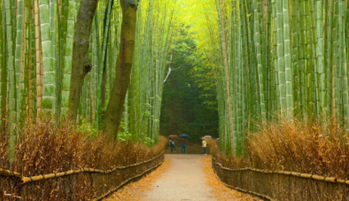 竹林步道